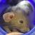 Profile pic of the author.