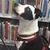 Profile pic of the author.