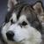 Profile pic of the author.