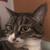 Profile pic of the author.