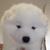 Profile pic of the author.