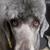 Profile pic of the author.