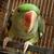 Profile pic of the author.