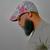 Profile pic of the author.
