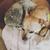 Profile pic of the author.