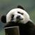 Profile pic of the author.