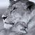 Profile pic of the author.