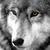 Profile pic of the author.