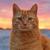 Profile pic of the author.