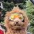 Profile pic of the author.