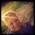 Profile pic of the author.
