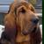 Profile pic of the author.